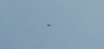 Peregrine Falcon in the sky above Brampton