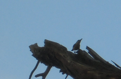 bird.png