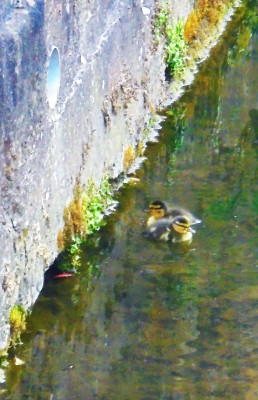 Two little ducks went swimming one day...