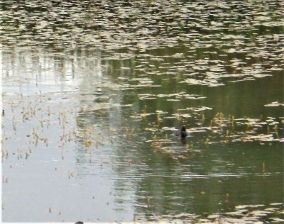 Without the large lens zoom <br />capability, number 79 on my <br />&quot;yes I know what it is cos I was there&quot; <br />duff bird photography, is this <br />Little Grebe which had a nest on<br />the lillies in the middle of the lake