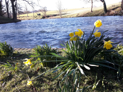 Daffodils too - own work