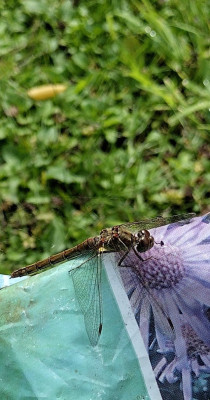IMG_20240809_123714869_HDR~2.jpg