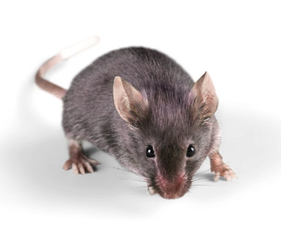 The House Mouse