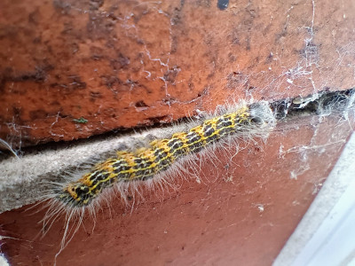 Good test of new phone's Macro Mode - come out quite sharp