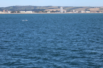 Spot the dolphin - own work