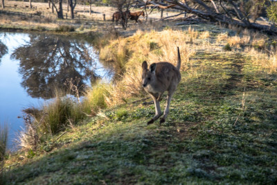 Frosty morning-45159.jpg