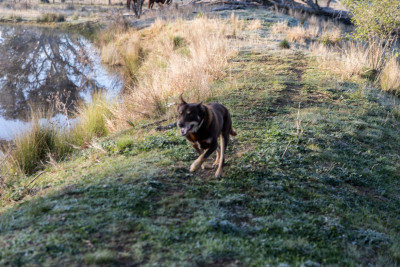 Frosty morning-45161.jpg