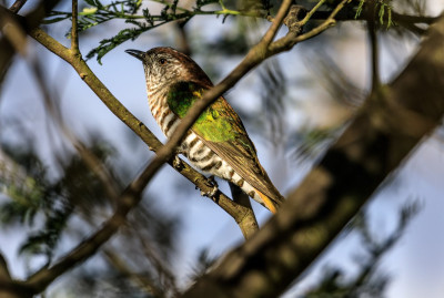 Shining Bronze Cuckoo-45014.jpg