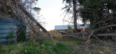 Fallen trees near house 20240830_063032.jpg