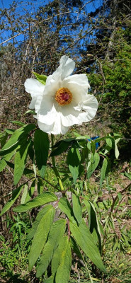 Peony 20240831_114922.jpg