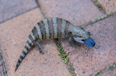 Blue tongue-45211.jpg