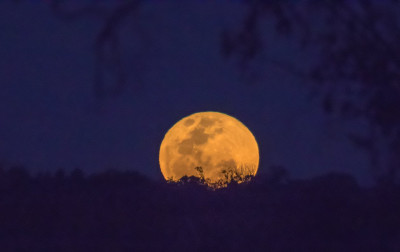 Harvest moon-7652.jpg