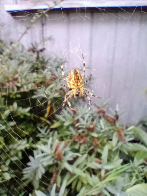 Spidey