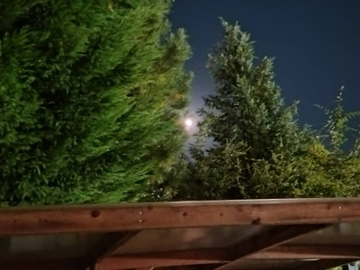 The moon came up through the trees