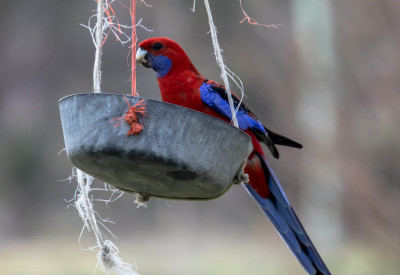 Crimson Rosella-45270.jpg