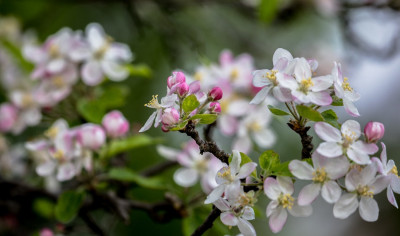 Apple blossom-45258.jpg