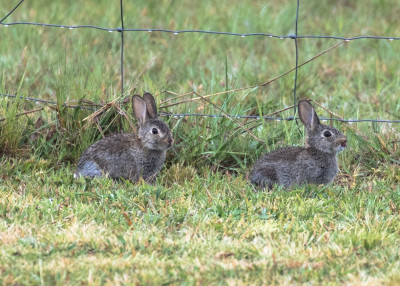 Bunnies in the garden-45334.jpg