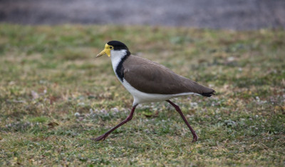 Masked lapwing (plover)-45387.jpg