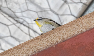 Pardelote at Tip-45354.jpg