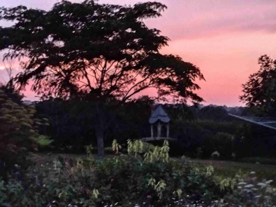 Sunset though a Silk Tree