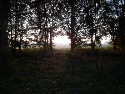 Christmas Copse, Bury Field