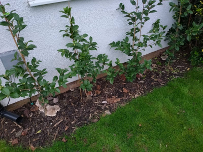 The front bed