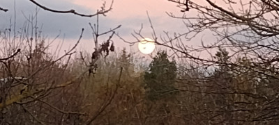 IMG_20241115_160418795.jpg
