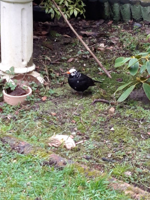 Wyndham the Blackbird - own work