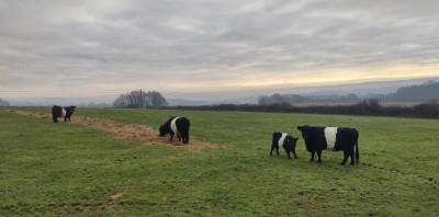 Some Belted Galloways - own work