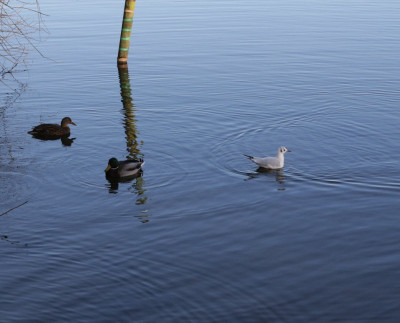 gull.jpg