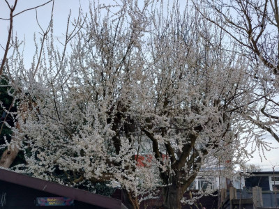 Many plums to come!!