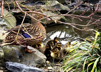 Ducklings.JPG