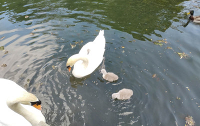 3 new cygnets for 2025 - own work