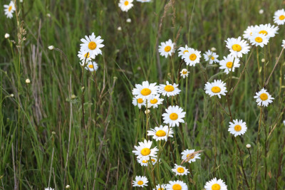 Daises growing by the side of the road...