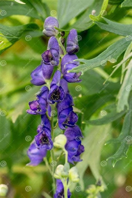 OIP-4271788224.jpg