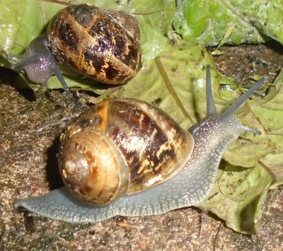 L'escargot sarcastique